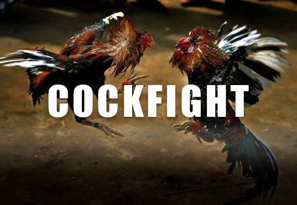 เดิมพันกีฬา - Cockfight